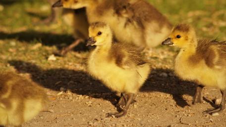 Cute Goslings in Nature's Embrace wallpaper