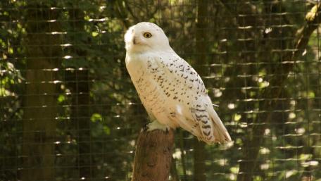 Majestic Snowy Owl in Nature Scene wallpaper