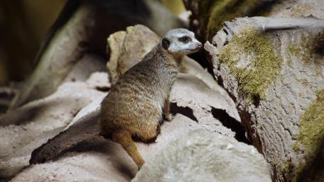 Charming Mongoose in Natural Habitat wallpaper