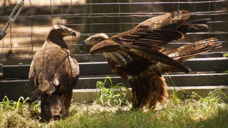 Steppe eagle wallpaper