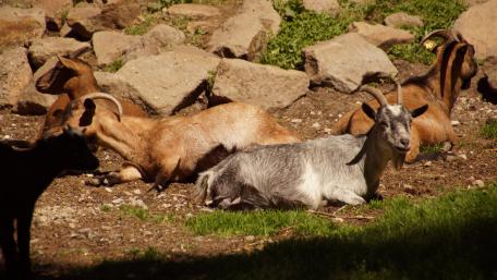 Serene Goats Resting in Nature wallpaper