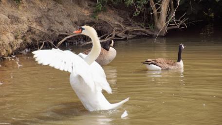 Graceful Swans in Tranquil Waters wallpaper