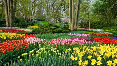 Keukenhof park wallpaper