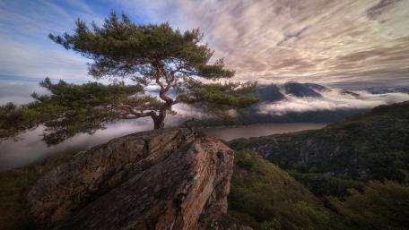 Majestic Solitary Tree Overlooking a Serene Landscape wallpaper