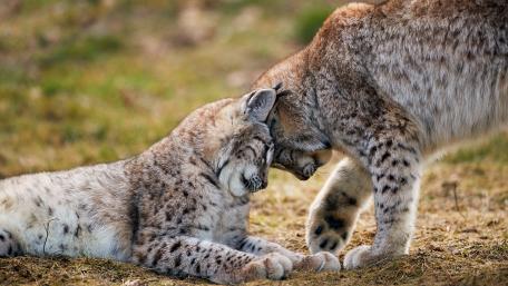 Red lynxes wallpaper