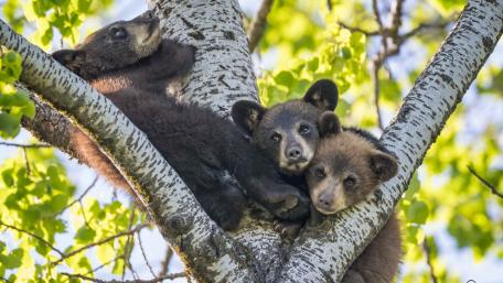 Adorable Bear Cubs Nestled in a Tree wallpaper