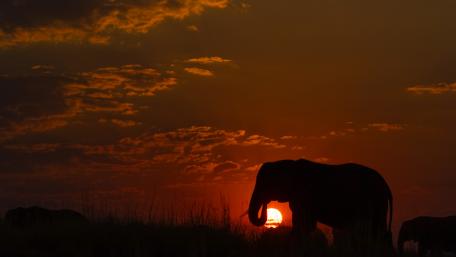 Majestic Elephant Silhouette at Sunset wallpaper