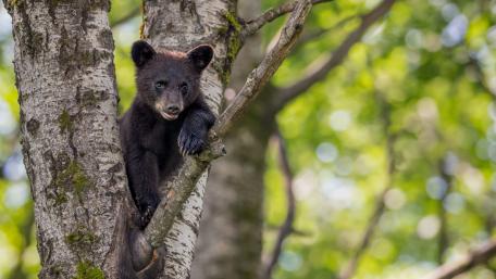Cute Baby Bear in a Tree wallpaper