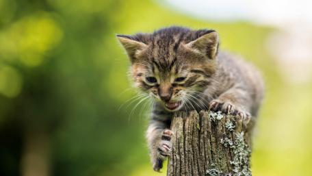 Adorable Kitten Climbing a Log in Nature wallpaper