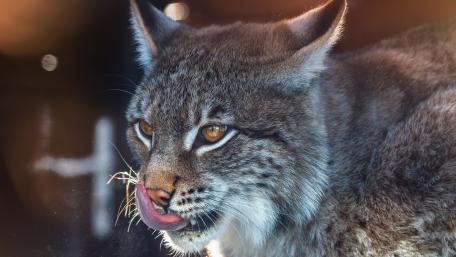Majestic Lynx in the Wild wallpaper