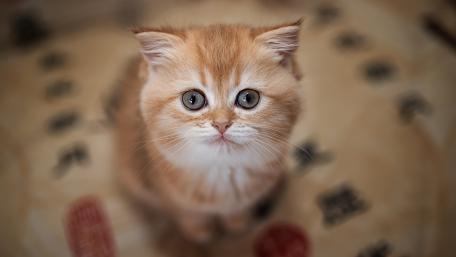 Charming Cat with Enchanting Eyes and Whiskers wallpaper