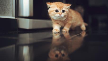 Curious Kitten Captivating Reflections wallpaper