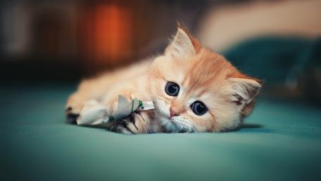 Adorable Kitten Playing with a Toy wallpaper