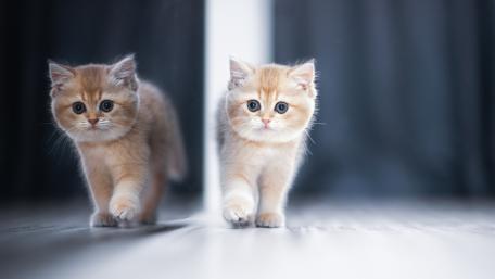 Adorable Kittens with Reflective Charm wallpaper