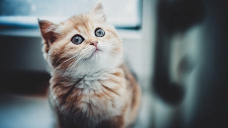 Charming Cat with Enchanting Eyes wallpaper