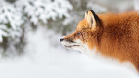Majestic Fox in Winter Wonderland wallpaper