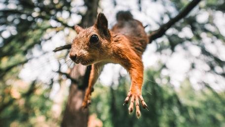 Squirrel in Mid-Jump Capturing the Fun of Nature wallpaper