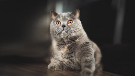 Curious British Shorthair Cat Wallpaper wallpaper