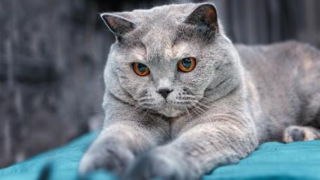 Charming British Shorthair Cat Wallpaper wallpaper