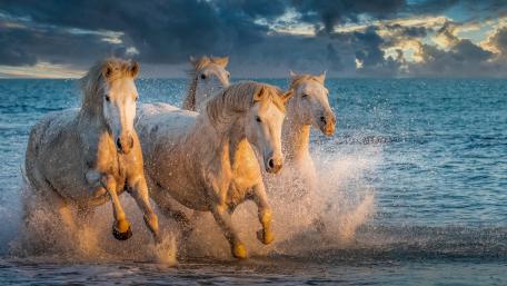 White Horses Galloping Through Waves wallpaper