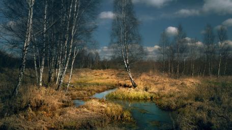 Tranquil Riparian Wilderness Scene wallpaper
