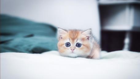 Sad kitten wallpaper