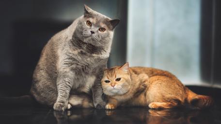 Cozy Companions in a Serene Moment wallpaper
