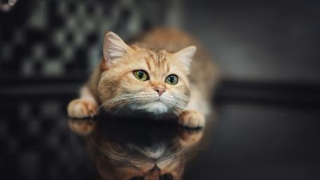 Clever Cat Gazing at Its Reflection wallpaper