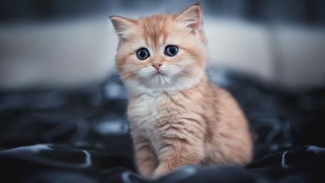 Adorable Kitten on Silky Fabric wallpaper