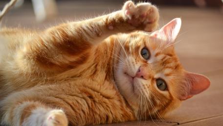 Playful Orange Cat Relaxing in Sunlight wallpaper