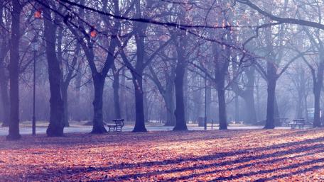 Serene Park Bench Amidst a Foggy Forest Scene wallpaper