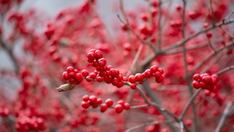 Vibrant Red Berries on Blurry Twigs wallpaper