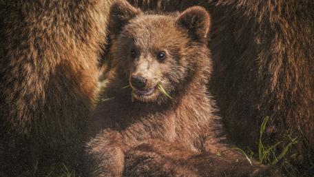 Adorable Baby Bear in Nature’s Embrace wallpaper