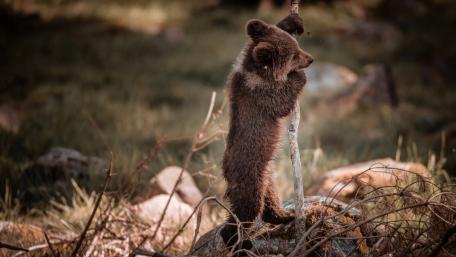 Adorable Baby Bear Climbing a Stick wallpaper