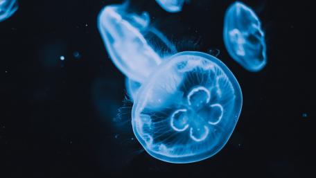 Glowing Blue Jellyfish in the Deep Sea wallpaper