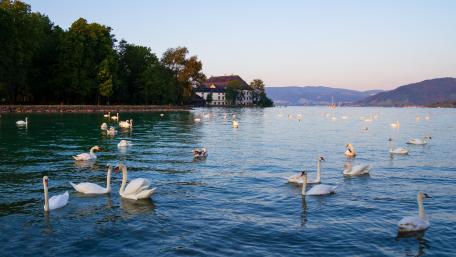 Serenity Among Swans on Tranquil Waters wallpaper