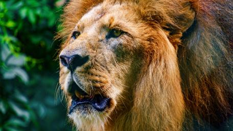 Majestic Lion in Nature's Embrace wallpaper