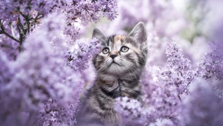 Kitten Amidst Lavender Blooms wallpaper