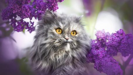 Enchanting Cat Among Blossoms wallpaper