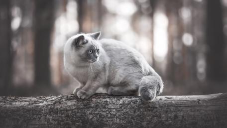 Whiskered Wonder in Nature's Embrace wallpaper