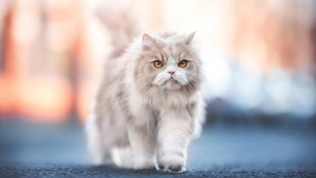 Majestic Feline Strutting with Confidence wallpaper