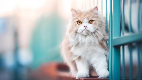Fluffy Persian Cat in Natural Light wallpaper