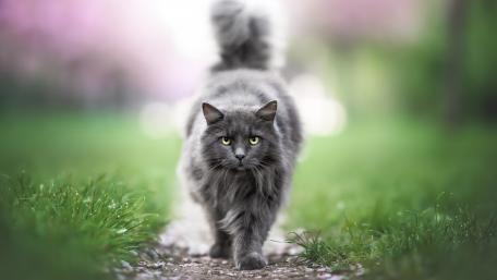 Majestic Grey Cat Walking Through Blossoms wallpaper
