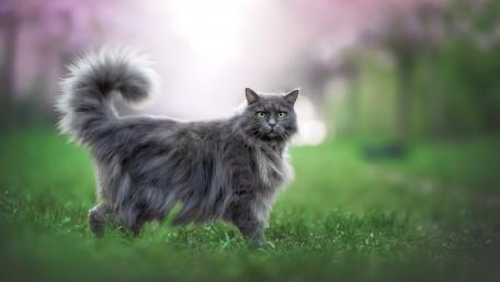 Majestic Grey Cat in Spring Meadow wallpaper
