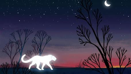 Mystical Journey Under the Moonlight wallpaper
