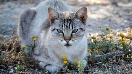 Calm Cat Surrounded by Wildflowers wallpaper