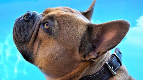 Charming French Bulldog in Focus wallpaper