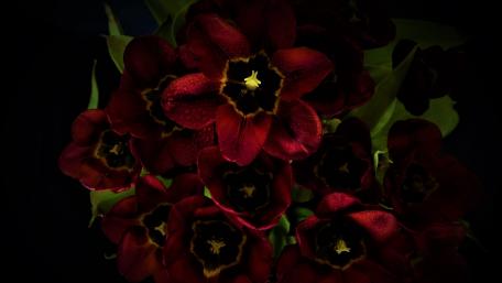 Dark Red Blooming Beauty in Shadows wallpaper