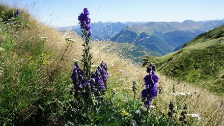 Majestic Mountains with Vibrant Wildflowers in Bloom wallpaper
