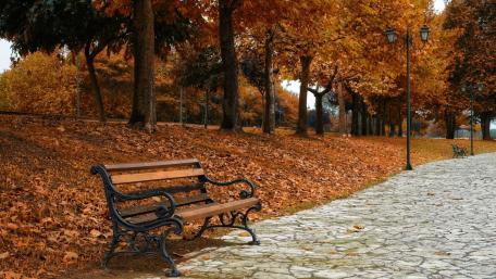 Autumn Serenity in the Park wallpaper